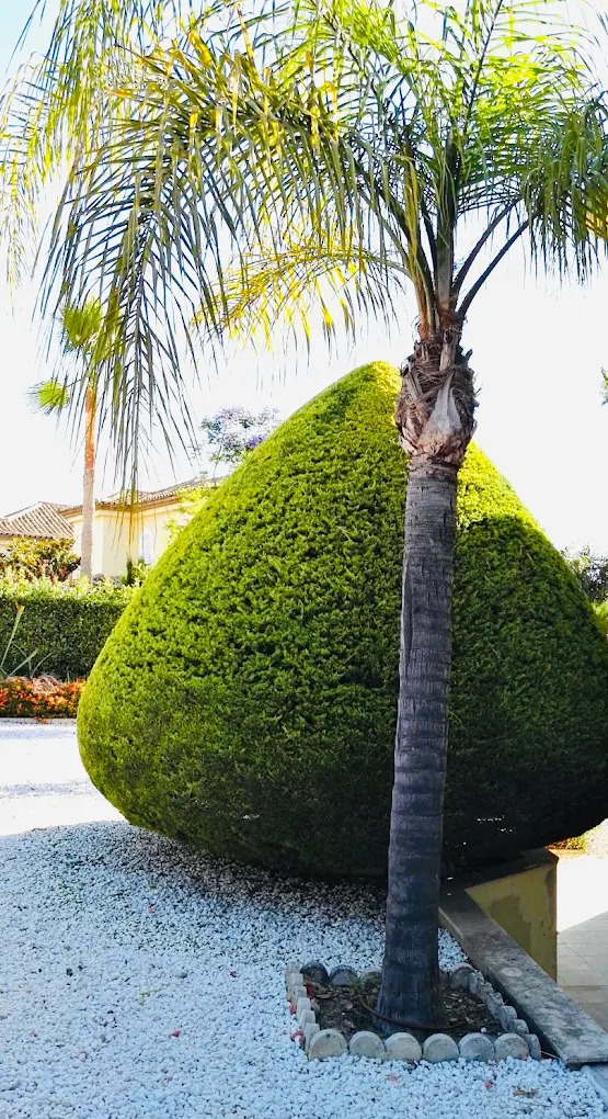 Palmera y arbusto recortado en topiaria sobre grava blanca en un jardín de Sotogrande