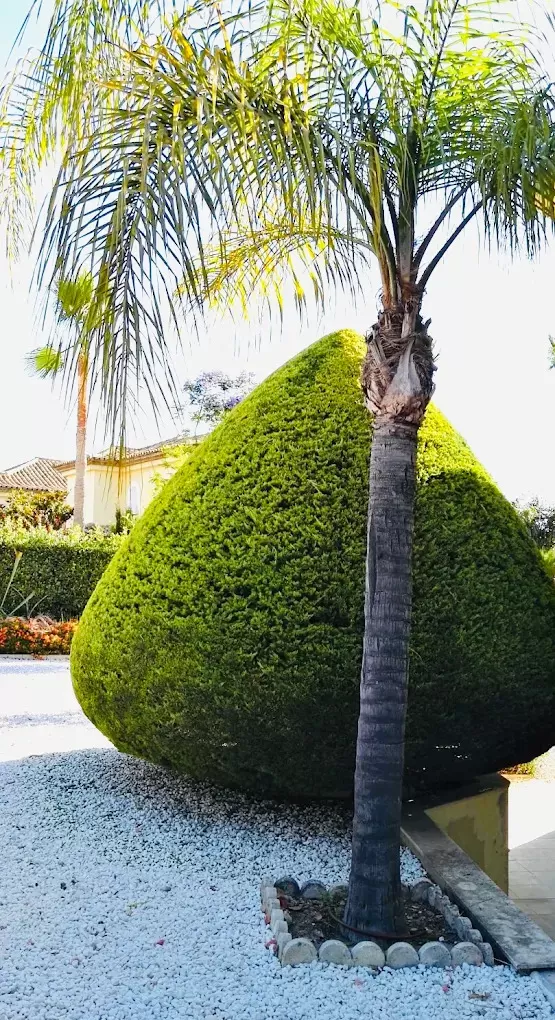 Palmera y arbusto recortado en topiaria sobre grava blanca en un jardín de Sotogrande