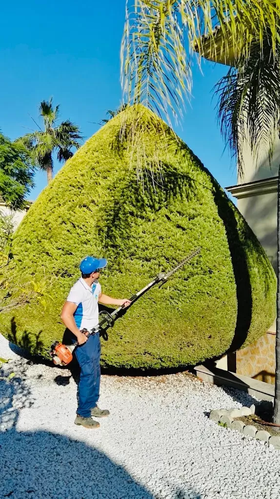 Jardinero podando un seto en forma de topiaria con cortasetos en Sotogrande
