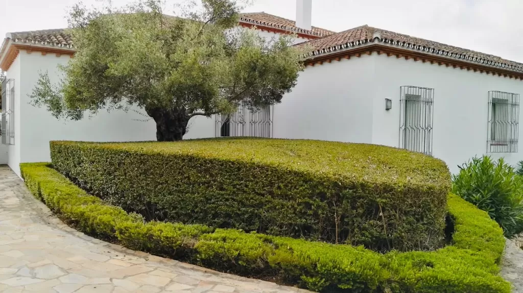 Seto recortado y olivo frente a una villa andaluza en Sotogrande